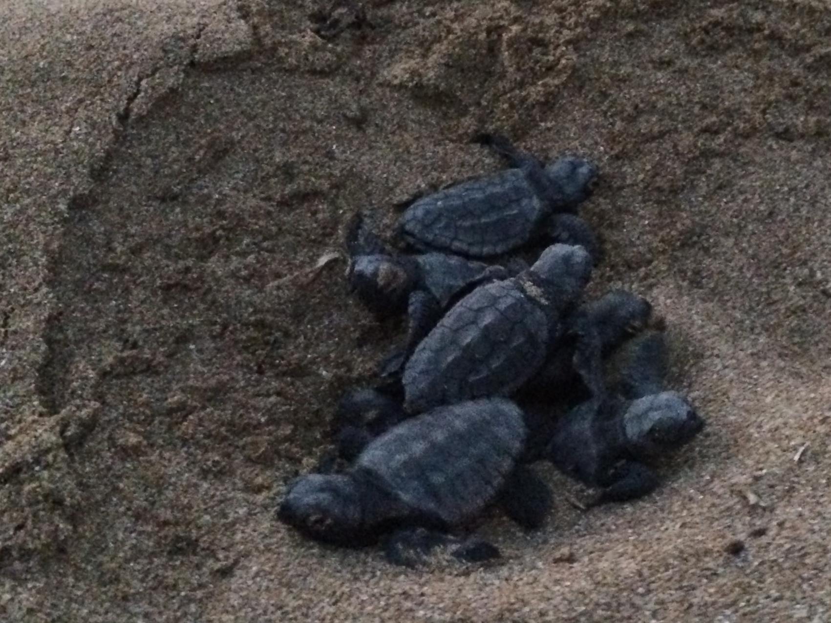 schiusa di Caretta caretta a Cefalonia